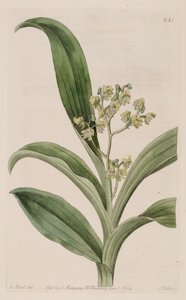 Illustrazione di Polystachya puberula da M. Hart
